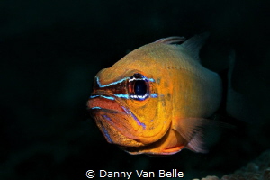 Cardinalfish with eggs by Danny Van Belle 